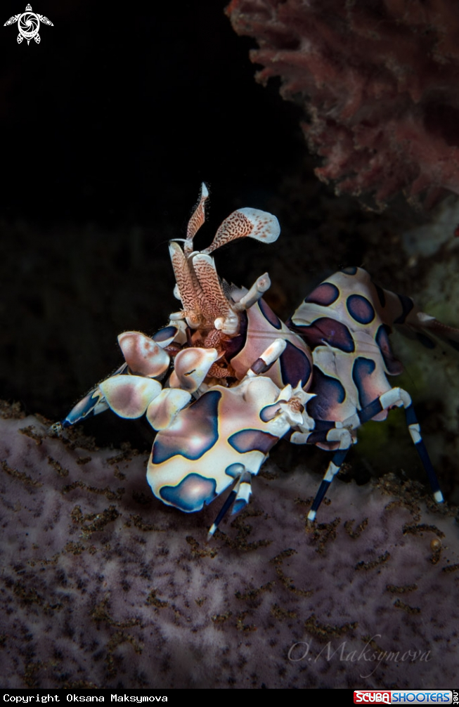 A Harlequin shrimp (Hymenocera picta)