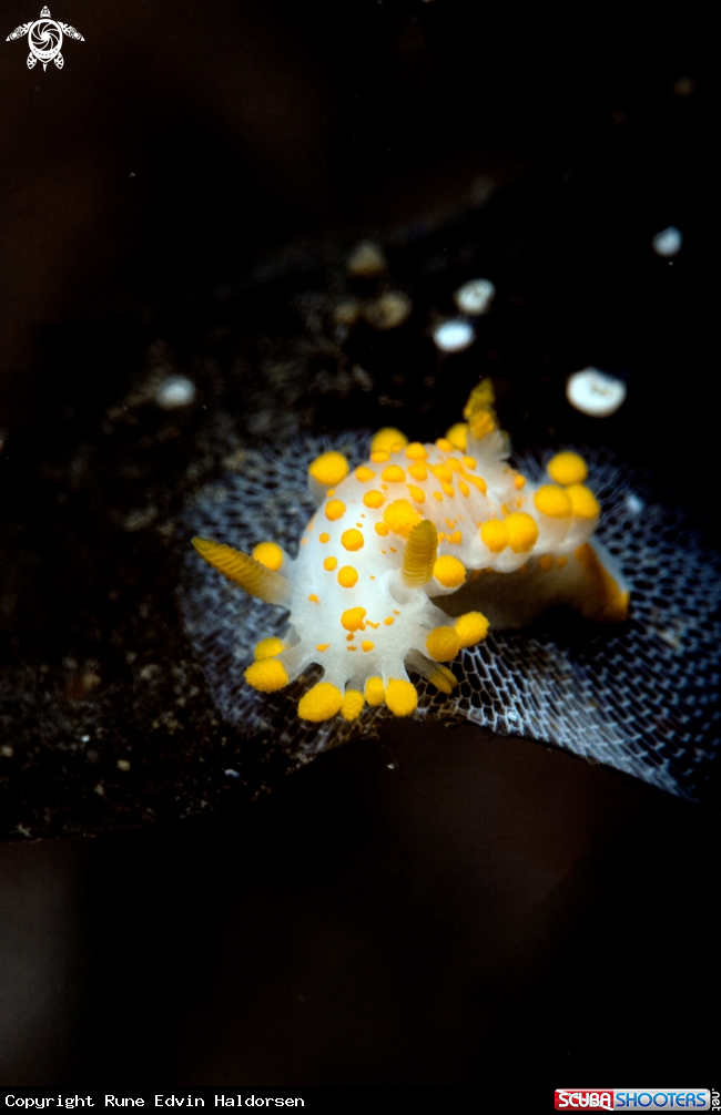 A Limacia Clavigera