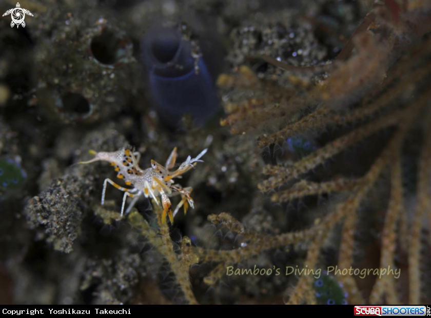 A underwater creature