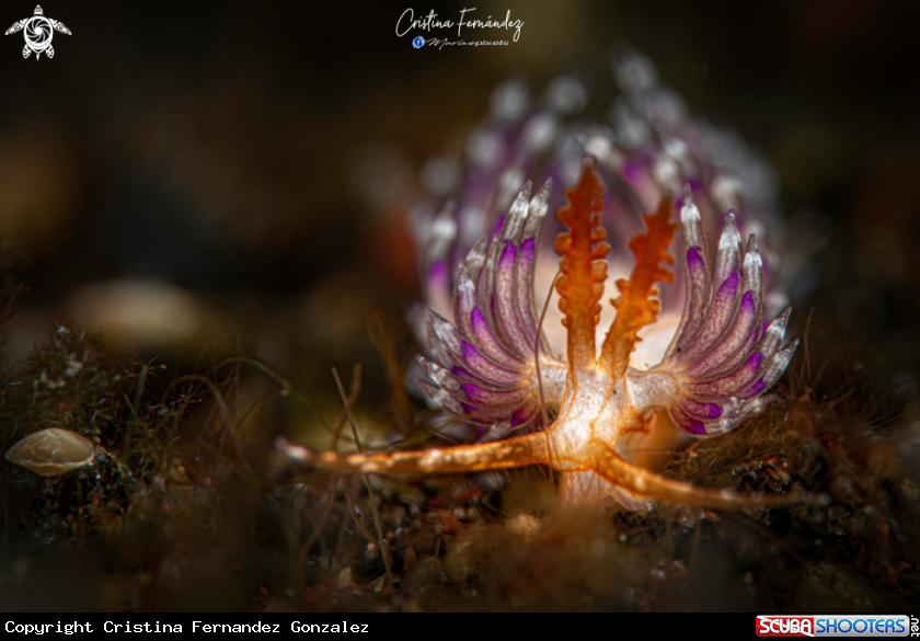 A Nudibrach