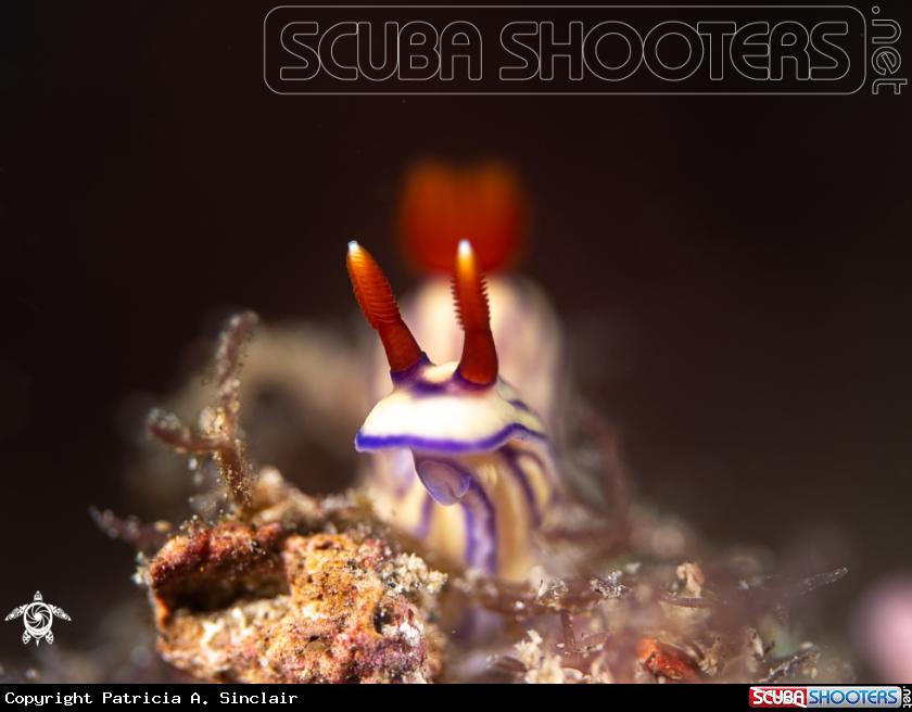 A nudibranch