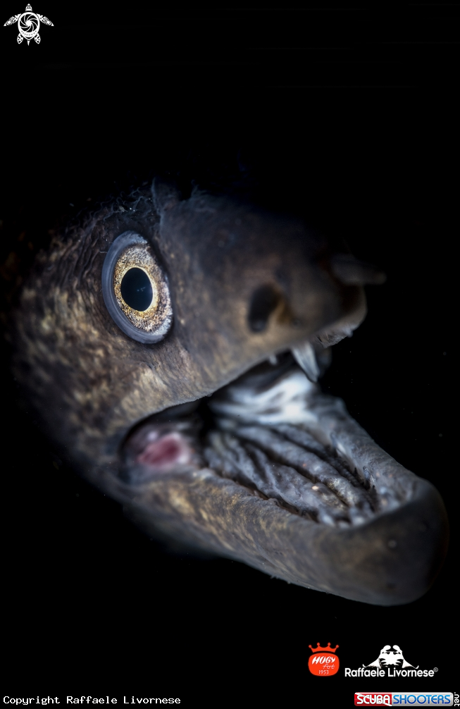 A Moray