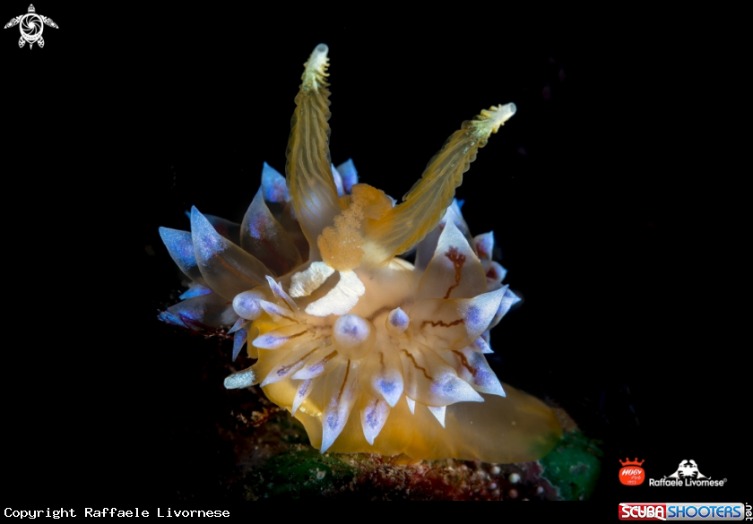 A Janolus