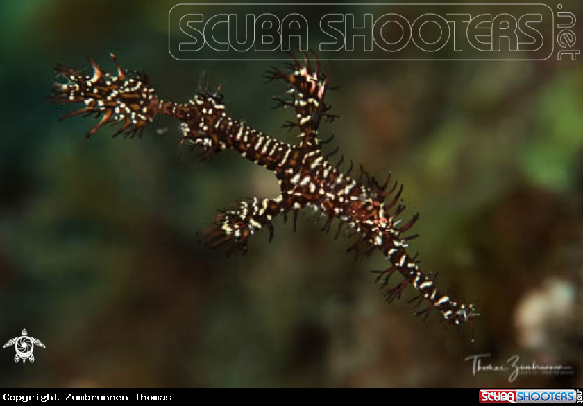 A Ghostpipefish 