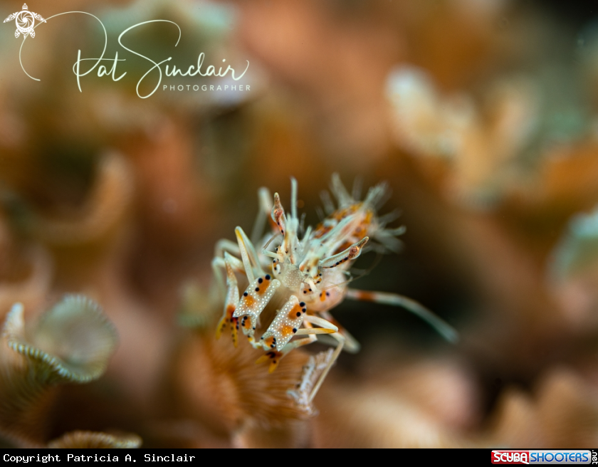 A Tiger Shrimp