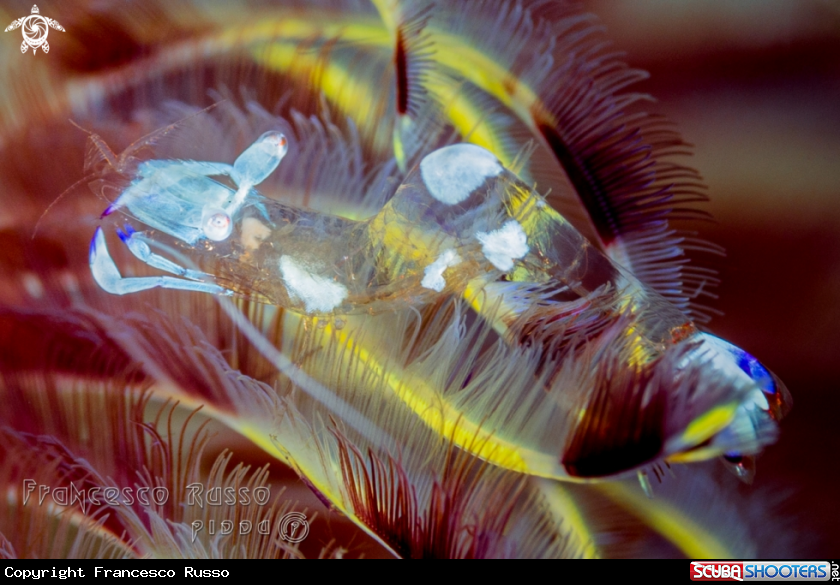 A Cleaner shrimp
