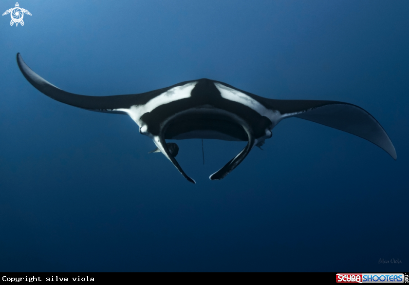A Giant Oceanic Manta 