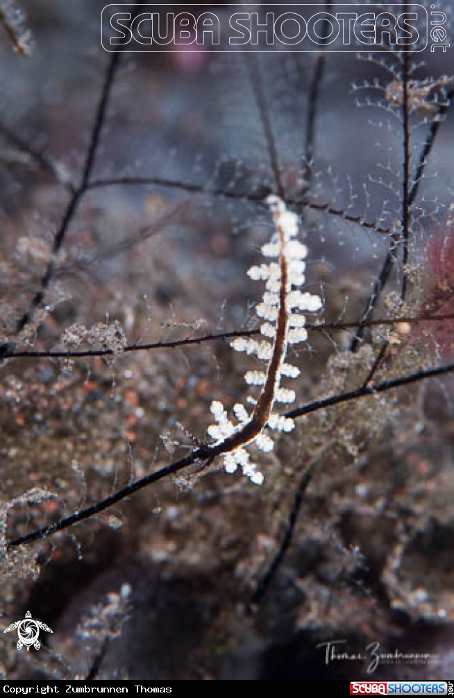 A Nudibranch 