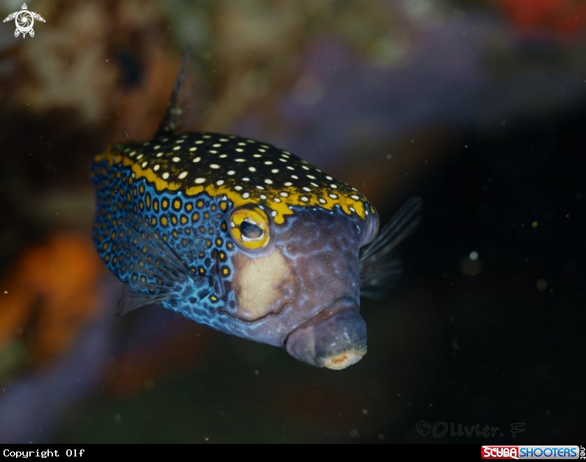 A Whispotted boxfish, male