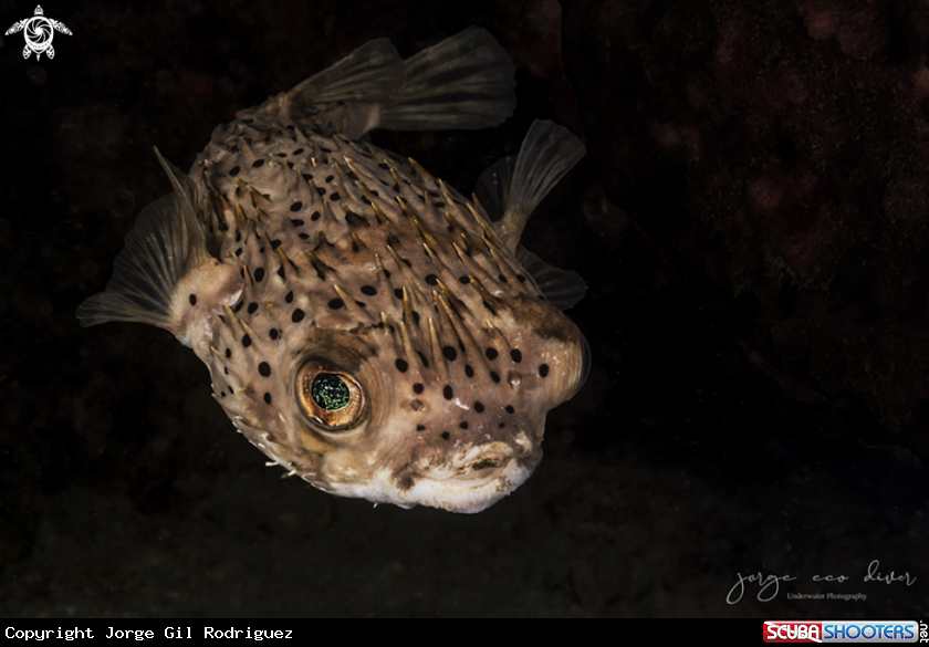 A Ballonfish