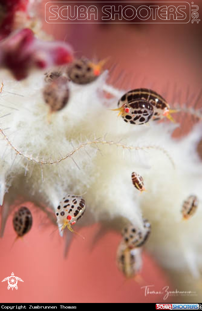 A Lady Bug
