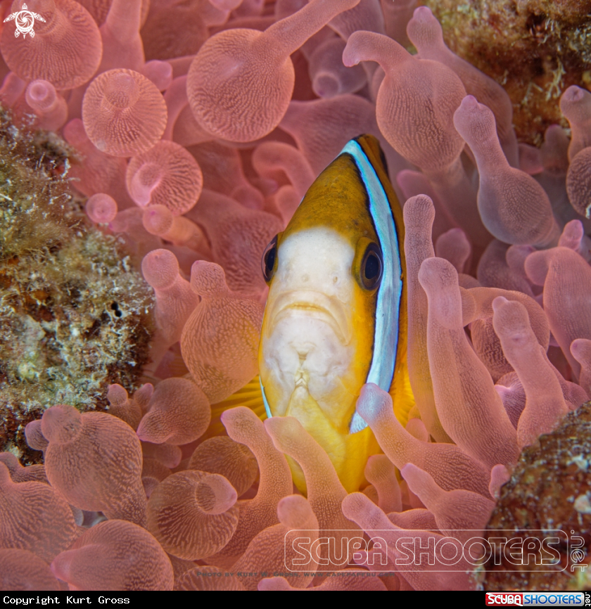 A Clownfish
