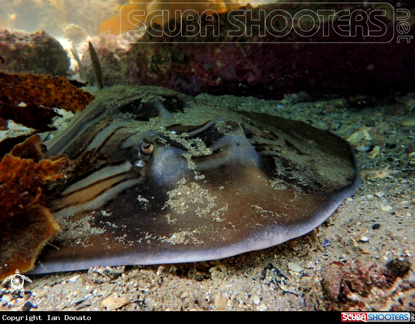 A Fiddler ray