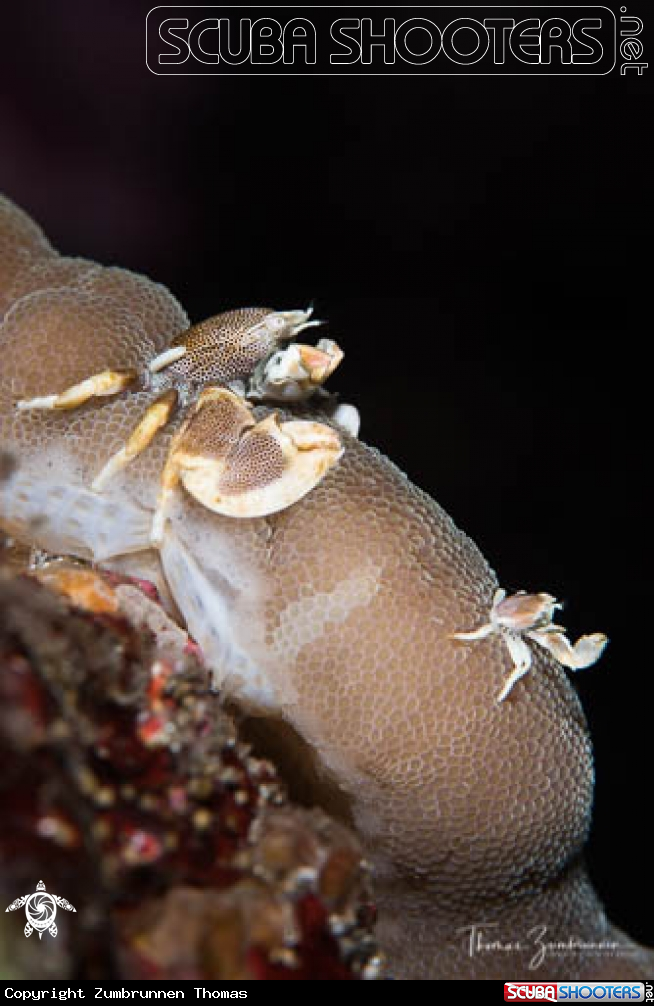 A Crab