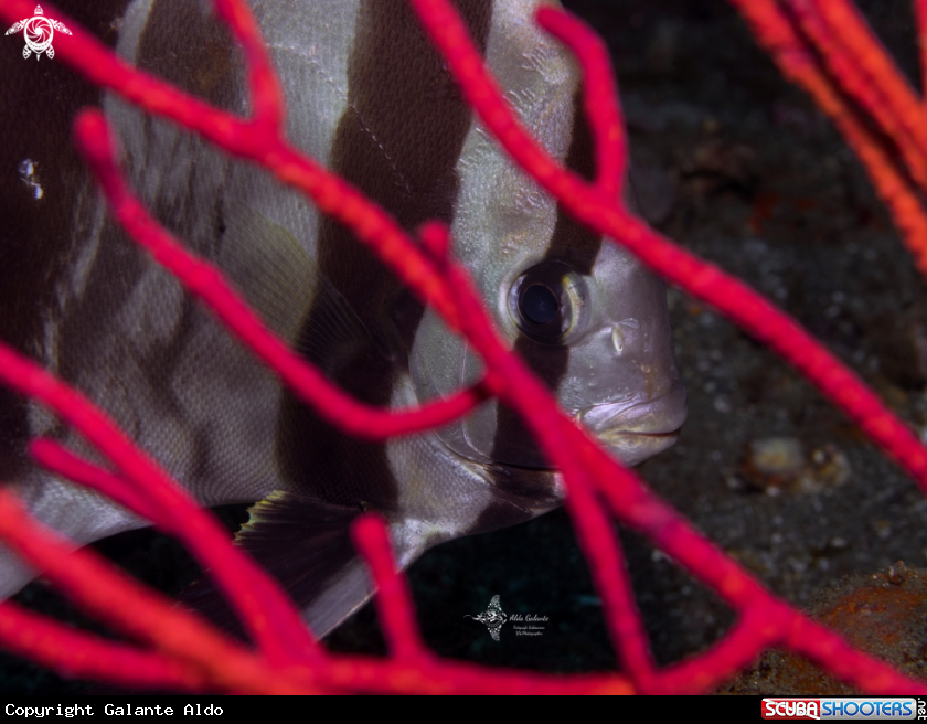 A Batfish