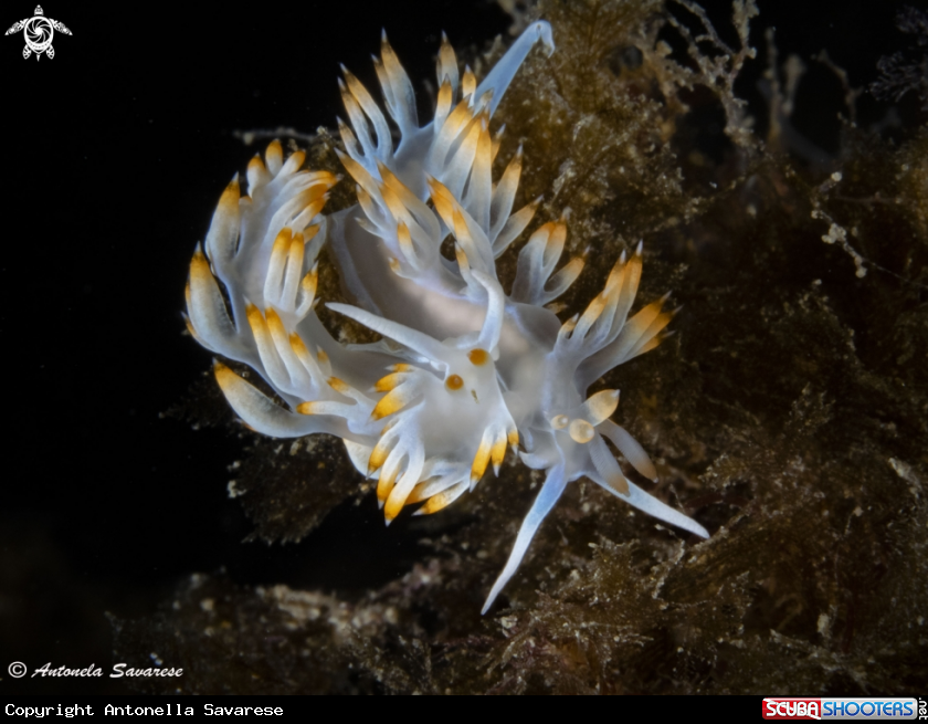 A flabellina baibai