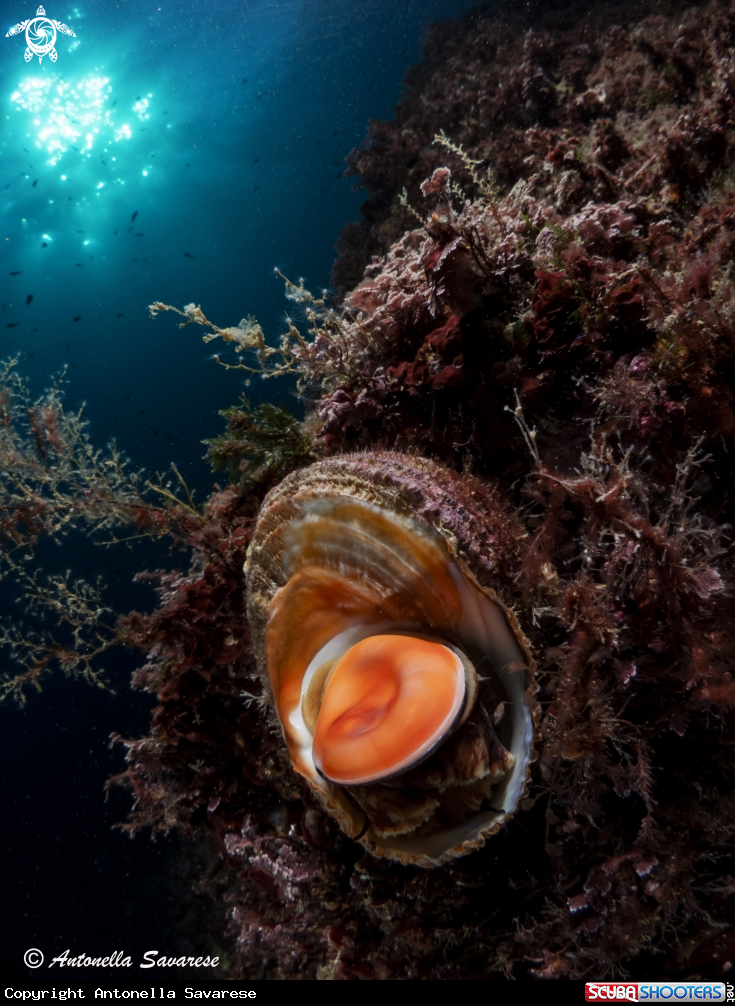 A Bolma rugosa