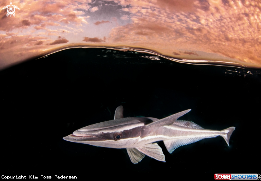 A Remora