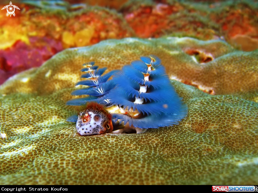 A underwater creature