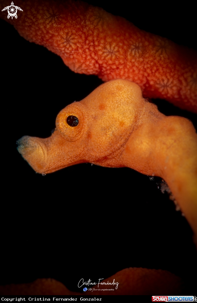 A Seahorse