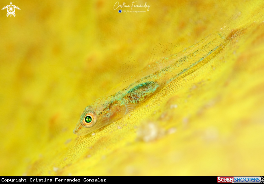 A Goby