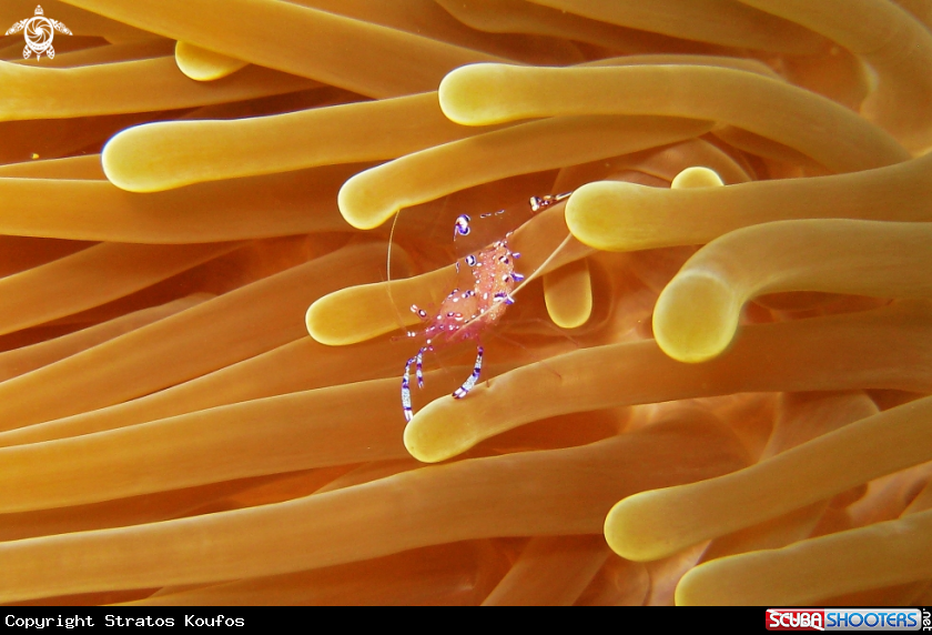A underwater creature