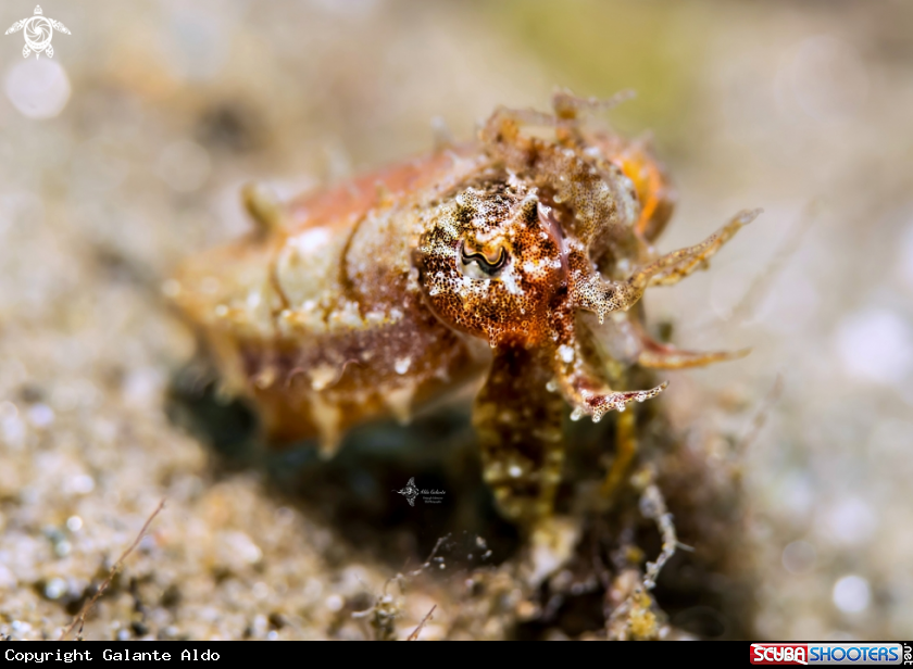 A Cuttlefish