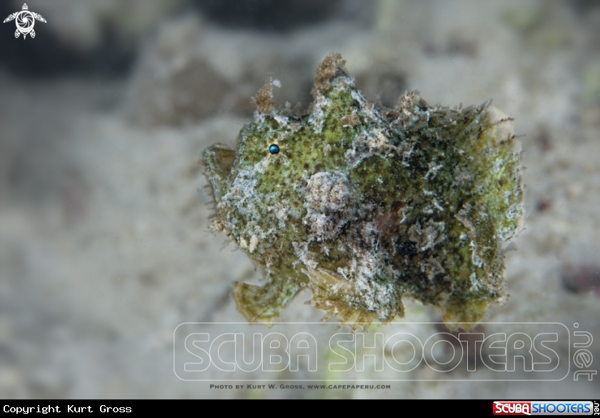 A Freckled Frogfish