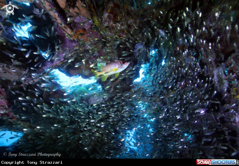 A Squirrelfish