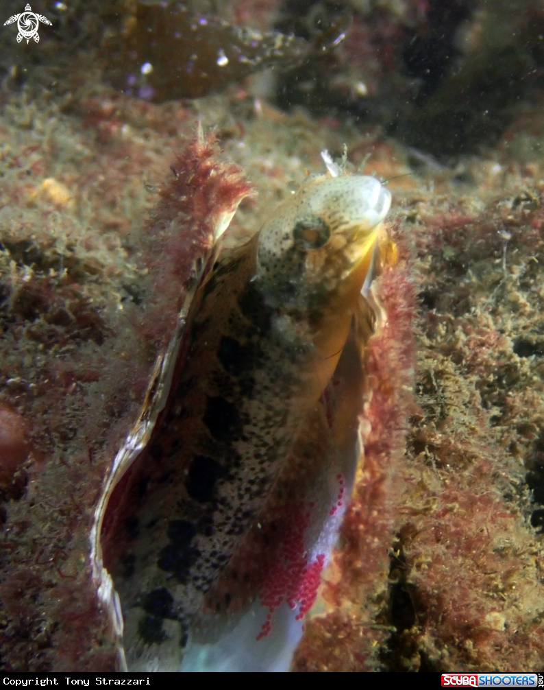 A Brown sabretooth blenny