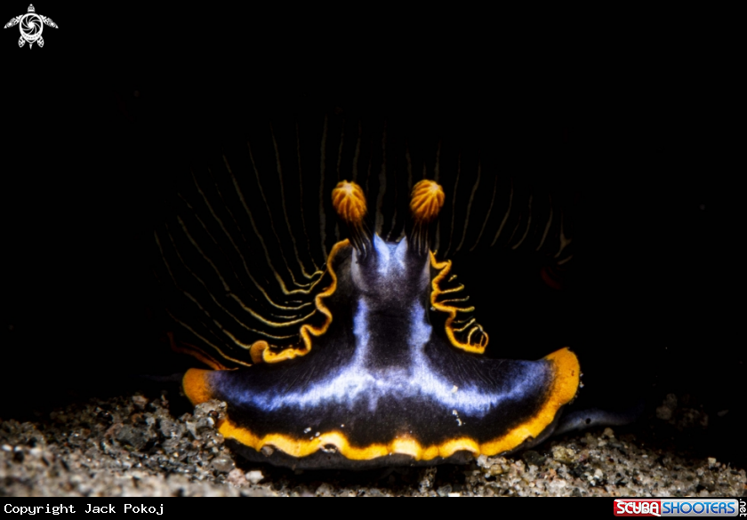 A Armina occulta