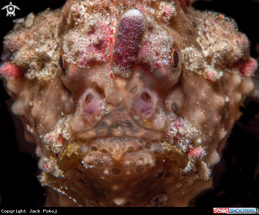 A Warty frogfish