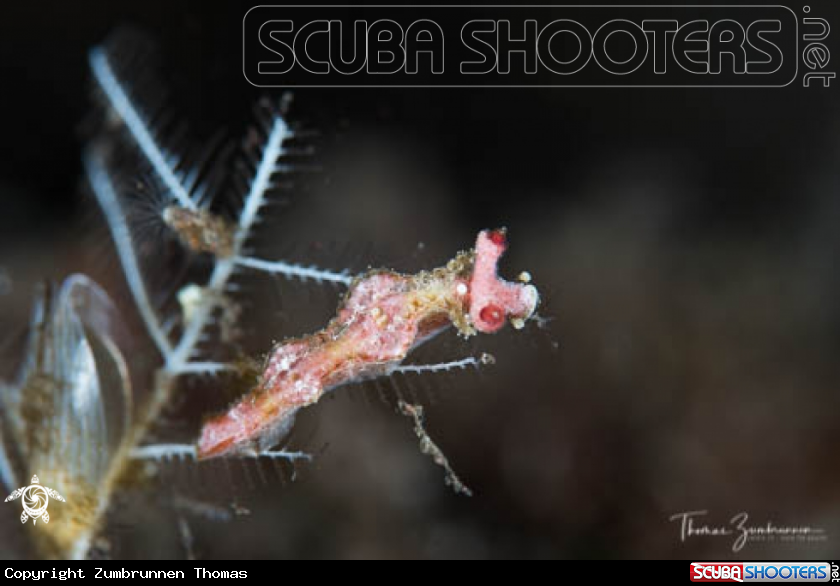 A Nudibranch 