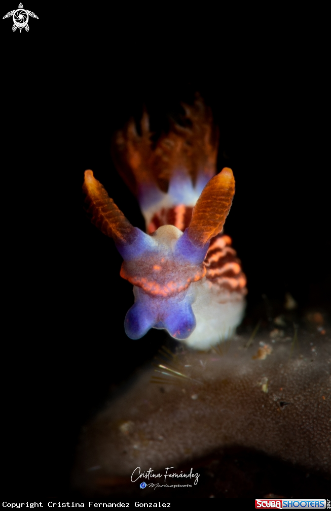 A Nudibranch