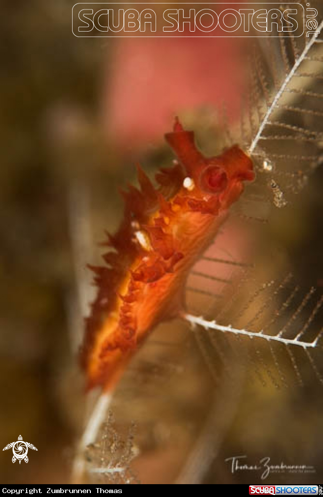 A Nudibranch 