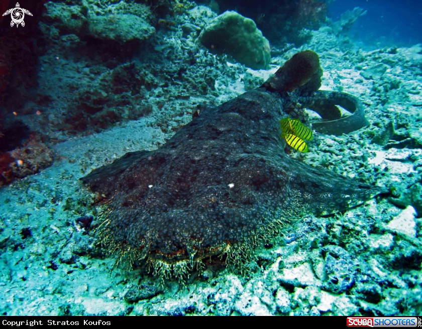 A underwater creature
