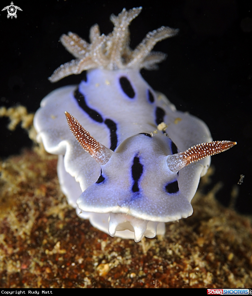 A Nudibranch