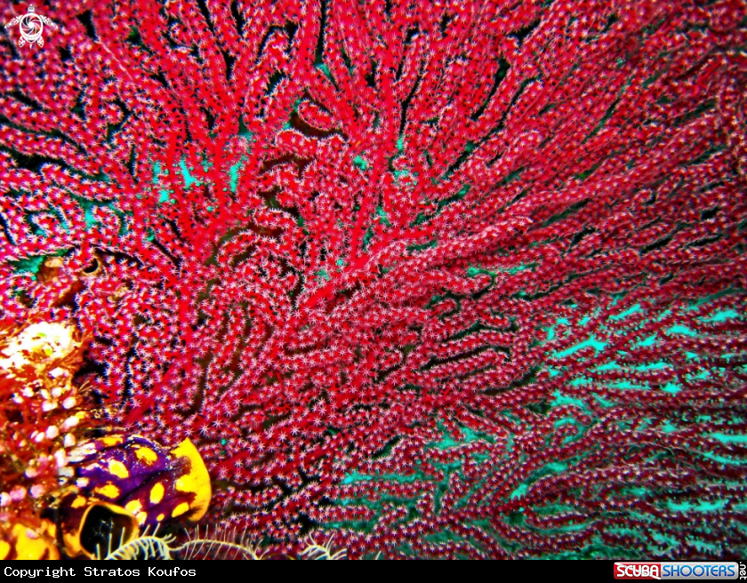 A underwater creature
