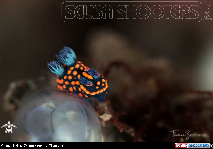 A Nudibranch 