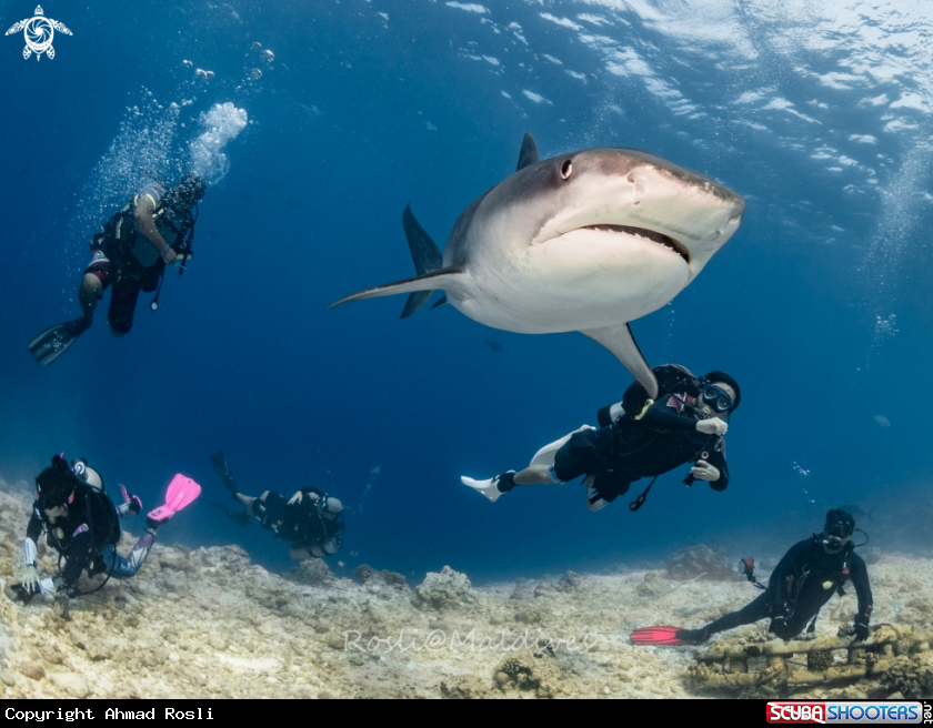 A Tiger Shark