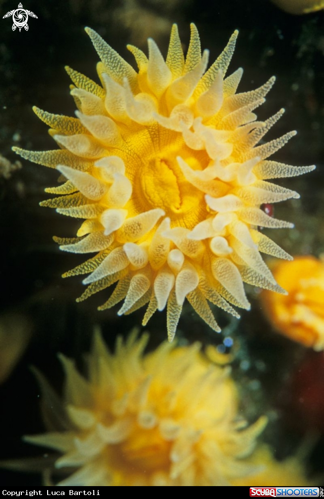 A anemone