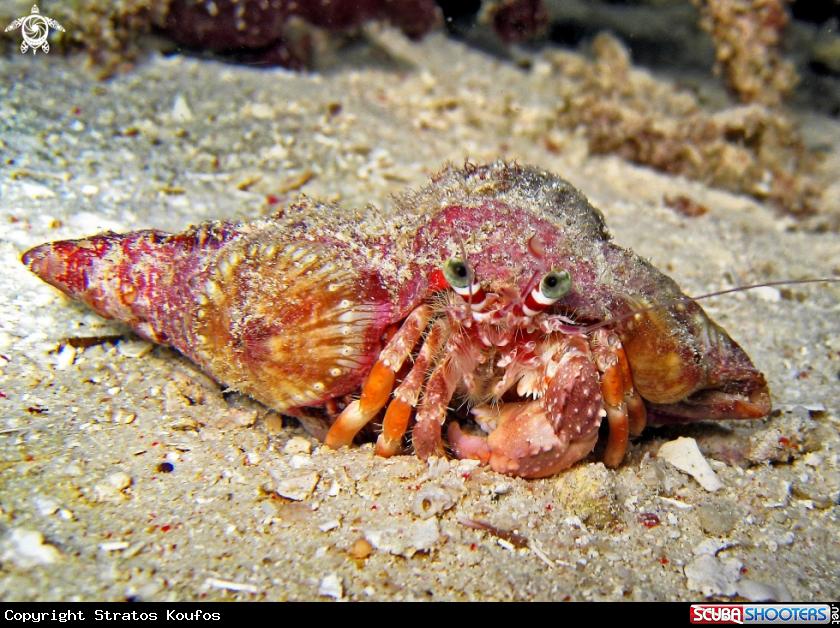 A underwater creature