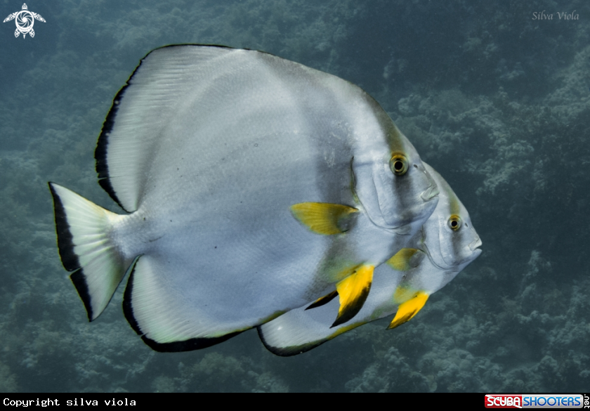 A Orbicular Batfish