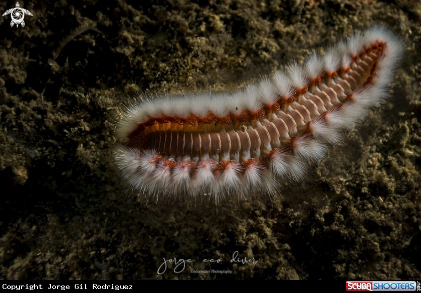 A Fireworm