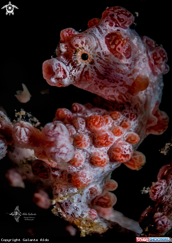 A Pygmy Seahorse
