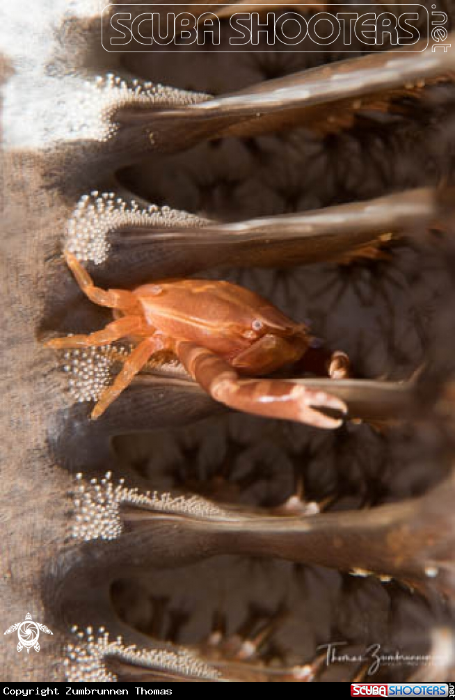 A Crab 