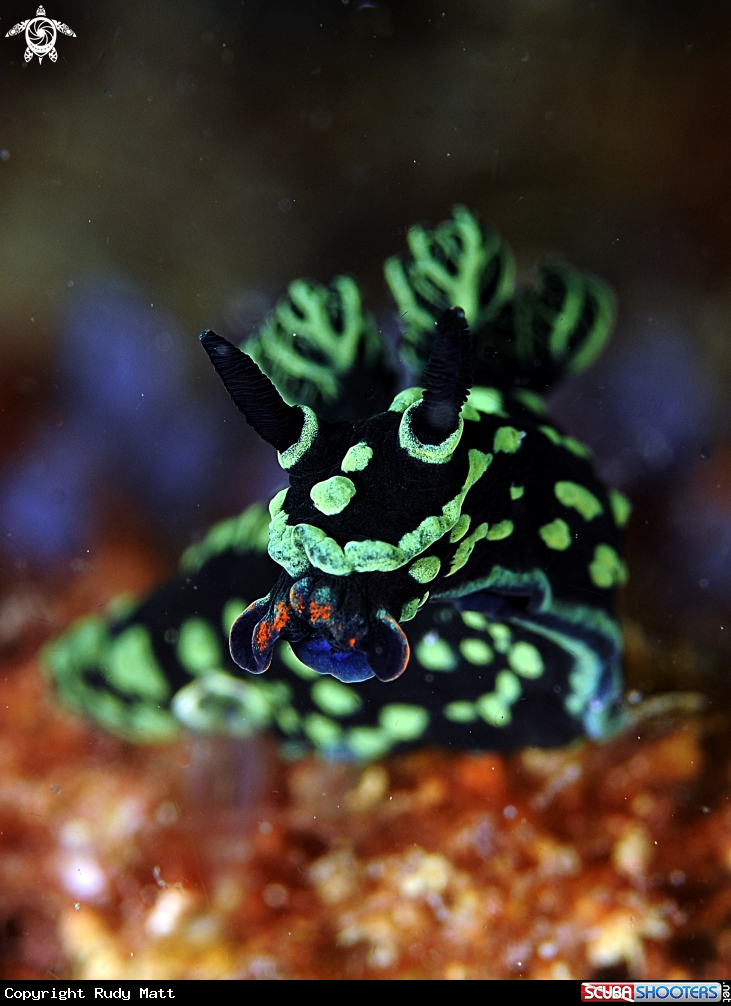 A Nudibranch