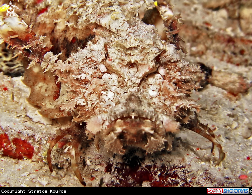 A underwater creature