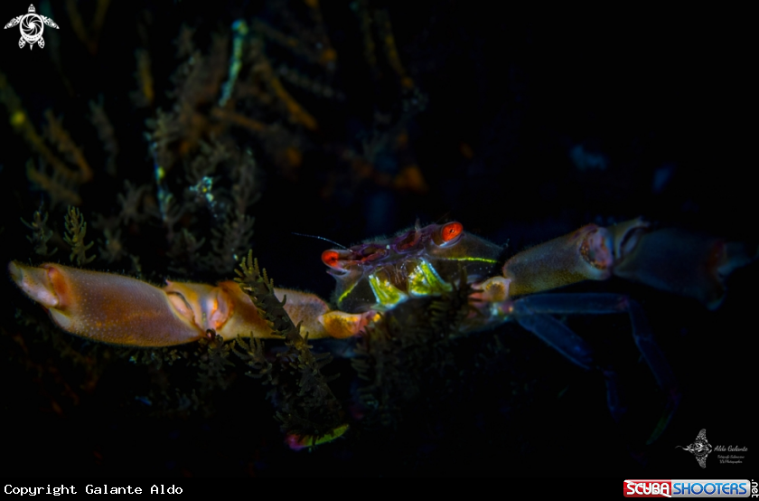 A Crab