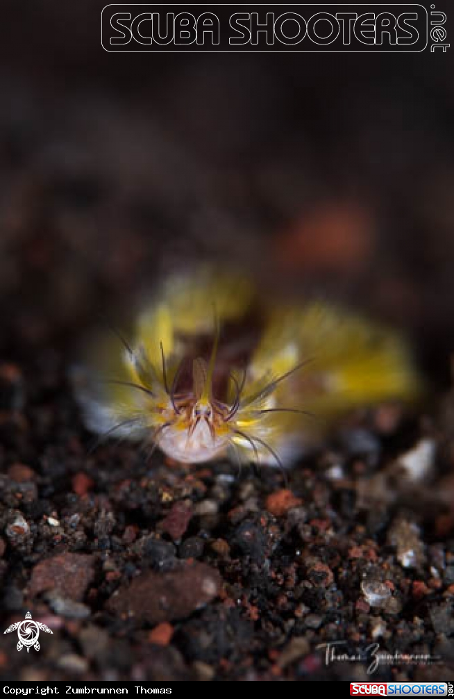 A Fireworm 